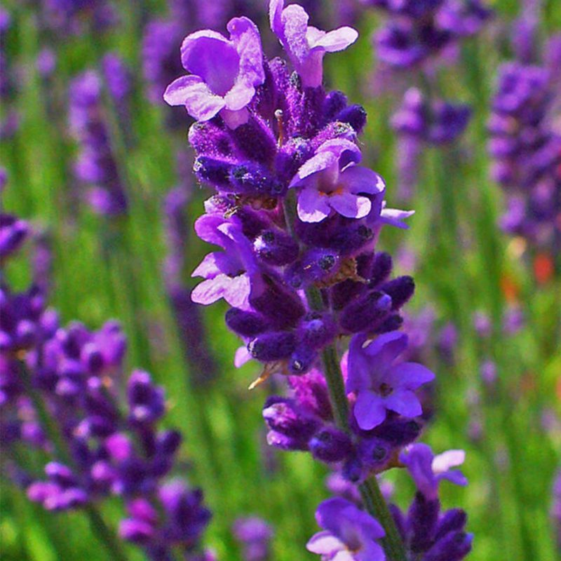 English Lavender Essential Oil