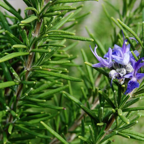 Rosemary Essential Oil
